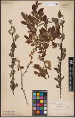 Foto von Salix aurita L.
